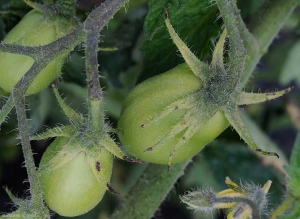 Algumas pequenas manchas castanhas a pretas aparam as sépalas destes dois frutos verdes de tomate. <b><i>Xanthomonas campestris</i> pv. <i>vesicatoria</i></b> (sarna bacteriana, bacterial spot)