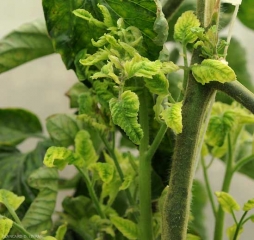 Os folhetos dos galhos axilares deste pé de tomate cultivado sob abrigo são particularmente amarelos. <b>Vírus das folhas amarelas em colher</b> (<i>Tomato yellow leaf curl virus</i>, TYLCV)