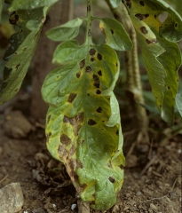 Manchas angulares e necróticas mais antigas, um halo amarelo mais ou menos brilhante os rodeia (devido aos efeitos de uma toxina) <i><b>Alternaria tomatophila</b></i> (alternariose, early blight)