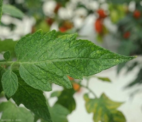 Muitas e minúsculas manchas cloroticas são claramente visíveis na parte superior do limbo deste folheto de tomate. Danos de <b>ácaros</b>