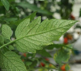 Pequenas manchas cloroticas também são visíveis na parte inferior do limbo deste folheto de tomate, que também revela uma aparência bastante maçante. Danos de <b>ácaros</b>