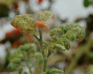 Tela sedosa pontilhada com inúmeros ácaros envolvendo um ápice de uma planta de tomate. O crescimento deste último está bloqueado. <b><i>Tetranychus urticae</i></b> (ácaro tecelão, spider mite)