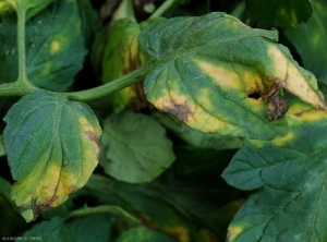 Estes dois folhetos de um lado de uma folha de tomate são afectados pela verticiliiose. Formaram-se amarelecimentos e securas em forma de V invertido. <b><i>Verticillium dalhiae</i></b> (verticilliose, <i>Verticillium</i> wilt)