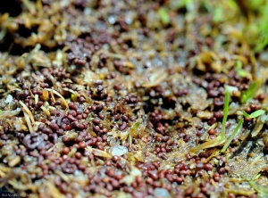 Muitos esclerários alaranjados a castanhos avermelhados de 1 a 3 mm de diâmetro cobrem parcialmente o solo. <i><b>Athelia rolfsii</b></i>(ex <i>Sclerotium rolfsii</i>, southern blight).