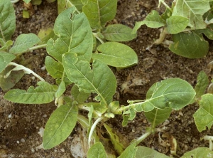 Mudas de tabaco com folhas danificadas e rasgadas pelo impacto de uma forte tempestade de granizo. <b>Dano por granizo</b>