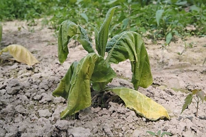 Planta com colo enfraquecido comeca a murchar lentamente. <i><b>Botrytis cinerea</b></i> (mofo-cinzento)
