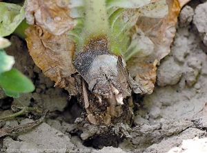 Caule rodeado por lesao cancerigena que enfraquece o colo da planta. <i><b>Botrytis cinerea</b></i> (mofo-cinzento)
