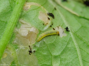 Aparência de uma larva de <i><b>Tuta absoluta</b></i> em folheto de tomate.