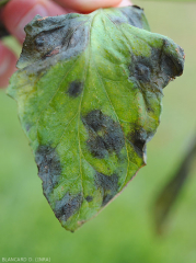 Detalhe das manchas úmidas e enegrecidas presentes na parte superior de um folheto de tomate. <b><i>Didymella lycopercisi</i></b> (manchas para <i>Didymella</i>, <i>Didymella</i> leaf spot)