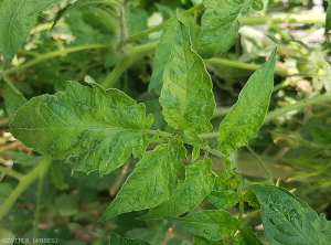 Mosaico e deformação foliar no tomate, <b>Vírus dos frutos castanhos e ásperos do tomate</b> (<i>Tomato brown rugose fruit virus</i>,   ToBRFV), Pascal GENTIT (ANSES)