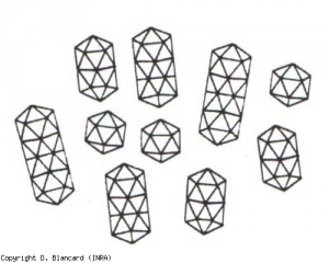 Os virions têm uma forma variável. Os menores são isométricos, com diâmetro de 18 nm, os outros são bacilformes; seus comprimentos, variáveis, são 29, 38, 49 e 58 nm. <b>Vírus do mosaico da alfafa</b> (<i>Vírus do mosaico Alfafa</i>, AMV)