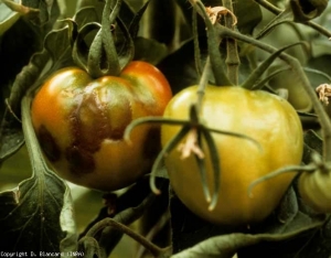 Muitas necroses marrons difusas cobrindo todos os frutos de um buquê (muitas vezes os dois primeiros). <b>Vírus do mosaico do tabaco</b> (<i>Tobacco mosaic virus</i>, TMV)