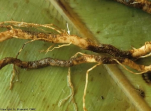 Muitas pequenas lesões necróticas, porções de raízes muito castanhas em alguns lugares. <b><i>Pyrenochaeta lycopersici</i></b>