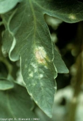 <b><i>Leveillula taurica</i></b> (oídio interno, mildew em pó) frutifica excepcionalmente na parte superior dos folhetos de tomate quando as condições climáticas são muito favoráveis.