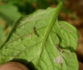 Presença de uma larva de <i><b>Tuta absoluta</b></i> na parte inferior deste folheto minado.