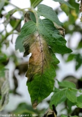 As manchas, cuja margem é bastante lívida, aparecem mal delimitadas na face superior do limbo; os tecidos lesados adquirem uma tonalidade verde escura e necrosificam-se rapidamente (marrom de algumas nervuras). <i><b>Phytophthora infestans</b></i> (mildiou, late blight)