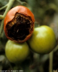 Mofo preto (fructificações de um <i>Alternaria</i> saprophyte) cobrindo necrose apical. <b>Necrose apical</b> (blossom-end rot)