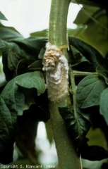 Alterações bege, parcialmente cobertas com feltragem lanosa branca. <i><b>Sclerotinia sclerotiorum</b></i> (esclerotiniose, molde branco)