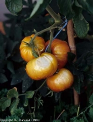 Manchas brancas, brilhantes, ligeiramente inchadas de um lado da fruta. <b>Queimaduras solares</b> (sunscald, queimadura solar)