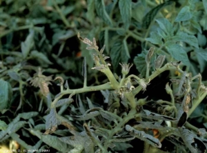 Observa-se a proliferação de galhos axilares mais ou menos arroxeados e de aspecto rígido neste pé de tomate. <b><i>Candidatus</i> Phytoplasma solani</b> (stolbur)