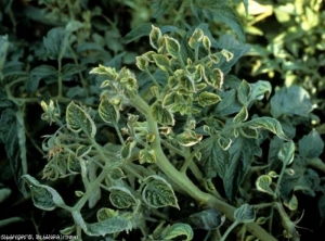 Redução do tamanho dos novos folhetos de tomate com bordas curvadas. <b><i>Candidatus</i> Phytoplasma solani</b> (stolbur)