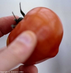 Quando madura, essa extensão estilária ainda é visível nas frutas, o que desafia sua comercialização. <b>Frutas mucronizadas</b> (frutas em forma de leão)