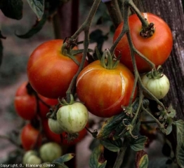 A epiderme desta fruta rachou-se recentemente. <b>Funchas de crescimento</b> (rachaduras de crescimento)