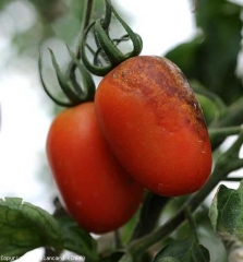 Esta fruta amadurecida também tem uma lesão castanha e marmoreada. <i><b>Phytophthora infestans</b></i> (mildiou, late blight)