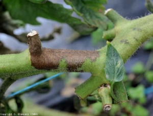 Esta porção do caule também é alterada. Uma lesão acastanhada a preta no cinto ao longo de vários centímetros. <i><b>Phytophthora infestans</b></i> (mildiou, late blight)