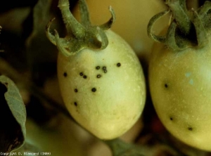 Várias pequenas manchas pretas, comparáveis a chiures de moscas, aparam estes jovens tomates verdes. <b><i>Pseudomonas syringae</i> pv. <i>tomato</i></b> (moscas, speck bacteriano)