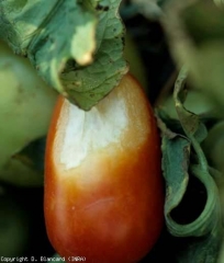 Esta fruta sofreu o efeito da radiação solar na sua face mais exposta. A lesão é regular e de cor branca. É ligeiramente plissado e amarelado na periferia. <b>Queimaduras solares</b> (sunscald, queimadura solar)