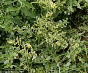 Sintomas em folhas de <b>vírus de folhas amarelas em colher</b> (<i>Tomato yellow leaf curl virus</i>, TYLCV)