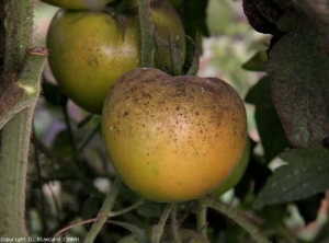 O <b>fumagin</b> (sooty mold) está agora bem desenvolvido. Muitas colónias verdes escuras permeram esta fruta.