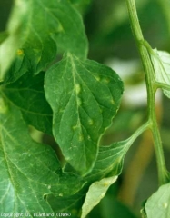 Algumas manchas cloroticas discretas de 2 a 4 mm de diâmetro são visíveis perto de certas nervuras. <b>Intumescências</b> (edema)