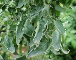 A periferia do limbo se levanta e tende a se enrolar. <b>Enrolamento fisiológico dos folhetos</b> (leaf roll)