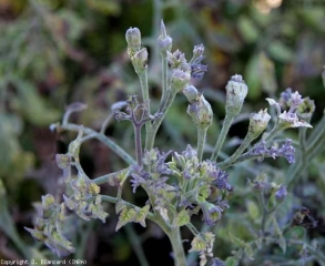 Nesta planta, os tecidos afetados são particularmente arroxeados (antocianato); tanto nos folhetos quanto nas poucas flores atrofiadas. <b><i>Candidatus</i> Phytoplasma solani</b> (stolbur)