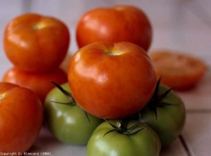 Os frutos podem ser marmoreados e, portanto, mal coloridos. <b>Vírus do mosaico do Pepino</b> (<i>Pepino mosaic virus</i>, PepMV)