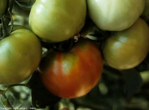 A área peduncular desta fruta não amadureceu de forma homogênea; algumas manchas verdes imaturas (rapar blotchy) permanecem lá. <b>Vírus do mosaico do tomate</b> (<i>Tomato mosaic virus</i>, ToMV)