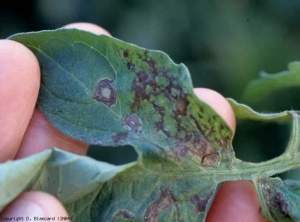 Algumas manchas com anéis concêntricos são bem visíveis no limbo deste folheto. <b>Vírus da murta em manchas de tomate</b> (<i>Tomato spotted wilt virus</i>, TSWV)