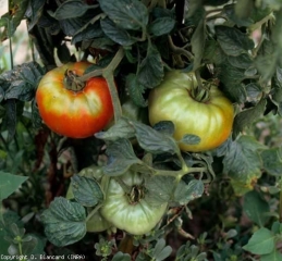 collet_vert_tomate_DB_559