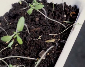 A falta de germinação ou o colapso e o rápido desaparecimento de plântulas caracterizam o derretimento das plântulas. Neste caso, a população de mudas etiladas foi muito escassa como resultado de um ataque de <b><i>Pythium ultimum</i></b> (fontes das mudas, damping-off, root rot and basal stem canker)