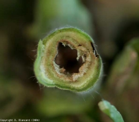 Um corte transversal neste caule de tomate permite notar a podridão e decomposição da medula que é castanha a enegrecida. <b><i>Pseudomonas corrugata</i></b>. (medula preta, tomato pith necrosis) 