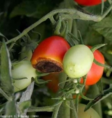 Este fruto maduro é afetado por <b>necrose apical</b> (blossom-end rot).