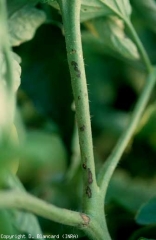 São observadas lesões castanhas nos caules. <b><i>Pseudomonas syringae</i> pv. <i>tomato</i></b> (salpicado, bacterial speck)