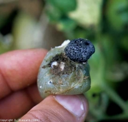 Uma grande esclerose negra formou-se na superfície desta jovem fruta verde. O micélio branco pode ser distinguido em lugares. <b><i>Sclerotinia sclerotiorum</i></b>