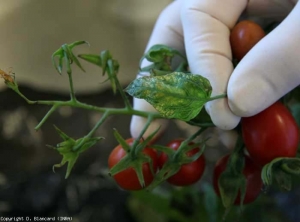 Podemos distinguir neste folheto uma clorose internerval que leva gradualmente à necrose do limbo. <b>Viróide do aumento clorotico do tomate</b> (<i>Tomato chlorotic dwarf viroid</i>, TCDVd)