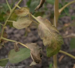 A tonalidade bronze se generaliza gradualmente no limbo que acaba se sequendo gradualmente. <b><i>Aculops lycopsersici</i></b> (acariose bronzeada, tomato russet mite)