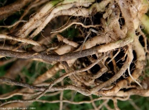 Várias raízes colonizadas por <b><i>Colletotrichum coccodes</i></b> mostram um córtex mais ou menos castanho e sem brilho.