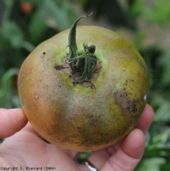 <i><b>Aculops lycopersici</b></i> (ácaro castanho, tomato russet mite)