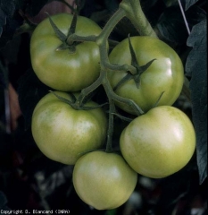 Muitas pequenas manchas translúcidas são visíveis em vários destes frutos verdes de tomate. <b>Pitotoxicidade</b>